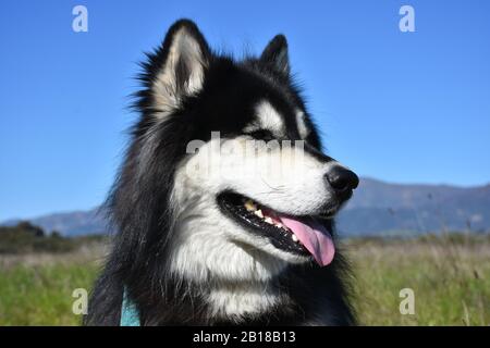 Beautiful smiling Siberian Husky dog a stunning blue spring day. Stock Photo