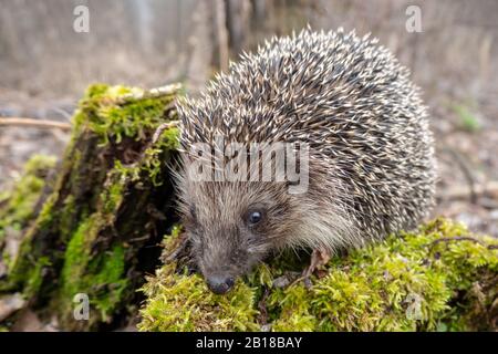 European hedgehog on green moss in the forest. Spring. Close-up. Stock Photo