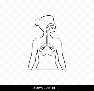 Lungs woman body silhouette. Vector illustration, flat design. Stock Vector