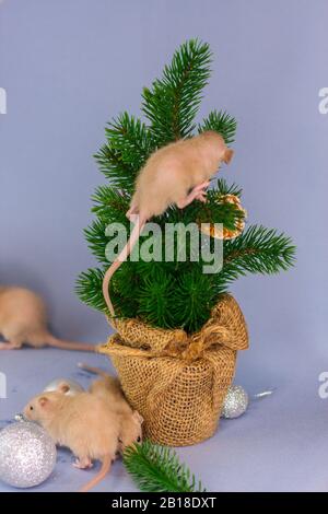 The rat is climbing the tree. symbol of 2020 Stock Photo