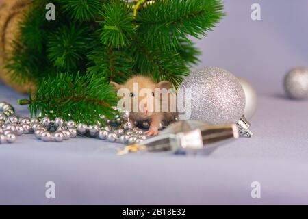 The rat is climbing the tree. symbol of 2020 Stock Photo