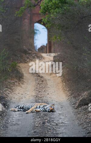 The image of Tiger (Panthera tigris) portrait near fort gate in Ranthambore national park, Rajastthan, India, Asia. Stock Photo