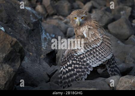 The image of Brown fish owl (Ketupa zeylonensis) portrait in Ranthambore national park, Rajastthan, India, Asia. Stock Photo