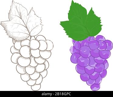 Grapes. Colored and outline illustration Stock Vector