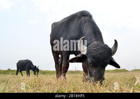 Indian water buffaloes gazing Stock Photo