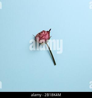 Dried pink purple rose flower on sky blue background. Floral composition, top view, copy space Stock Photo