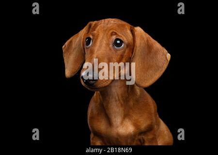 Cute Portrait of Smooth Haired Brown Dachshund Dog Sad Looking up Isolated on Black Background Stock Photo