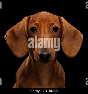 Cute Portrait of Smooth Haired Brown Dachshund Dog Sad Stare in Camera Isolated on Black Background Stock Photo