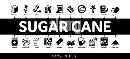 Sugar Cane Minimal Infographic Banner Vector Stock Vector