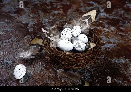 Easter decorative quaiд eggs in the nest on dark wooden table. Spring holiday concept. Copy space, template mockup Easter greeting card with place for Stock Photo