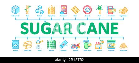 Sugar Cane Minimal Infographic Banner Vector Stock Vector