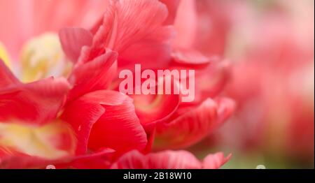 Closeup peony macro, delicate floral banner background. Stock Photo