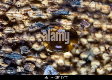 macro image of a drop of water on tree bark Stock Photo