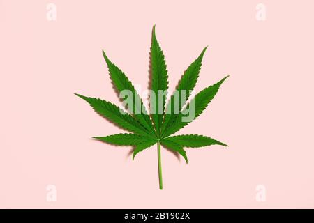 Single Green Cannabis Leaf from Medical Marijuana or Hemp Plant on Light Pink Background with Copy Space Stock Photo