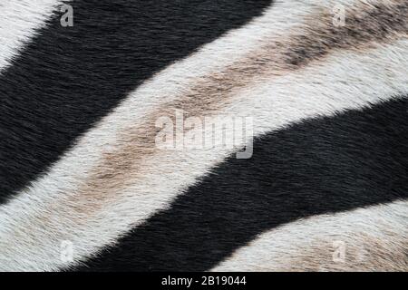 closeup, macro of zebra skin, fur showing black and white stripes and details of pattern concept abstract animal nature of wildlife in Africa Stock Photo