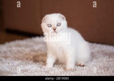 The muzzle of a funny Scottish kitten who looks in amazement at the camera. Stock Photo