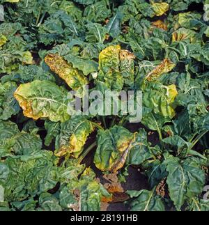 Sugar beet virus yellows (SBVY) chlorosis and necrosis on leaves of a sugar beet plant in a mature crop, Cambridgeshire Stock Photo