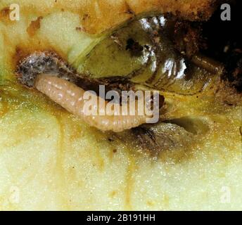 Codling moth pest damage in apple, view inside cut fruit, isolated on ...