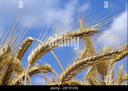 Ripe ear of triticale (Triticum x Secale), variety Salvo, against blue sky & clouds, Wilshire, August Stock Photo
