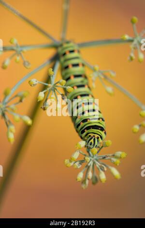 Old World Swallowtail caterpillar on fennel food plant (Papilio machaon)