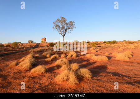 Typical view of the Australian Outback with spinifex in the golden morning light at Chambers Pillar, Northern Territory, NT, Australia Stock Photo