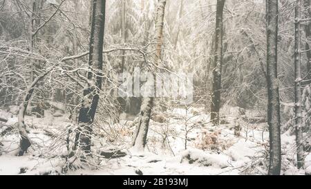 Winter forest landscape Stock Photo