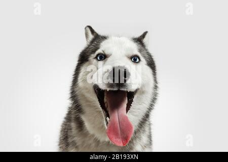 are huskies companions