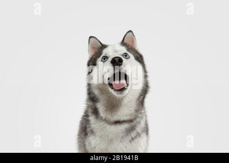Crazy happy. Husky companion dog is posing. Cute playful white grey doggy or pet playing on white studio background. Concept of motion, action, movement, pets love. Looks happy, delighted, funny. Stock Photo