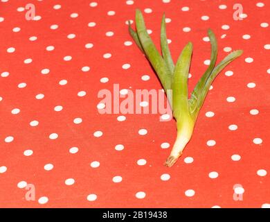 agave temperatur winter Agave Americana | Kübelpflanze | winterhart main image 1