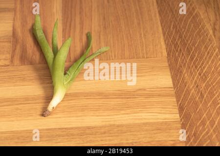 regale anthurium Regal Anthurium Plant