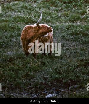 Highland cattle at dawn, Ardnamurchan Peninsula, Lochaber, Highland, Scotland Stock Photo