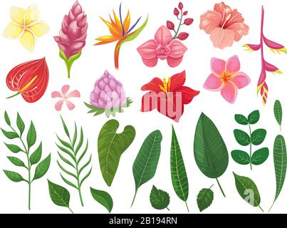 Tropical flowers. Tropics flower leaves, summer leaf on branch and tropic wild plants leafs vector illustration set Stock Vector