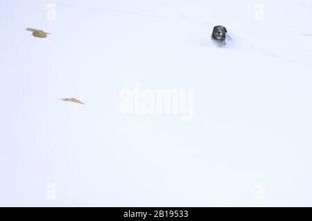 Black Labrador dog running through the snow in mountaint Stock Photo