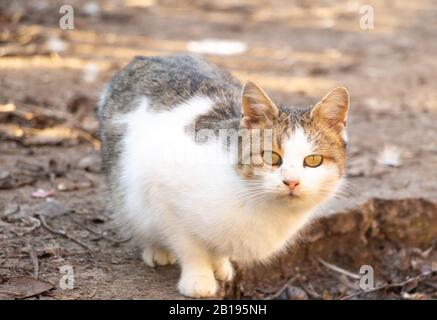 Cute young cat looking at the camera. Lovely cat Stock Photo