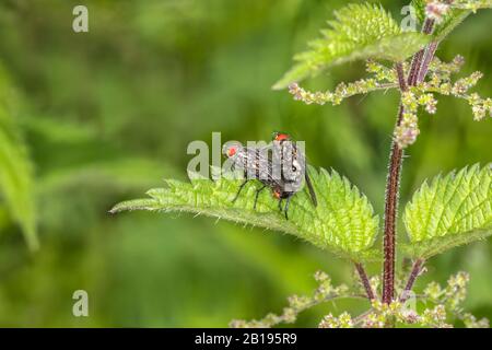 Flesh Fly (Sarcophaga species) pair mating on leaf in woodland Cheshire UK June 2019 53326 Stock Photo