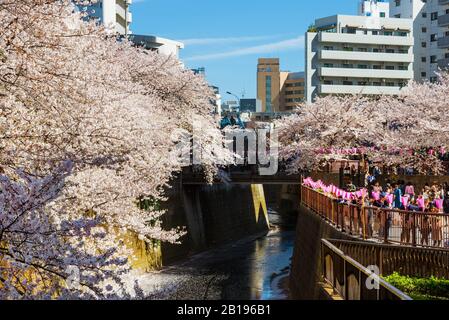 Hanami in Tokyo. People admire sakura beautiful flowers along the famous Meguro River Cherry Blossoms Promenade Stock Photo