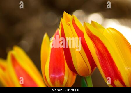 A close-up of small pot grown tulips in blossoms Stock Photo