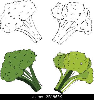 Green drawn broccoli, sketch style. Vegetable illustration. Stock Vector