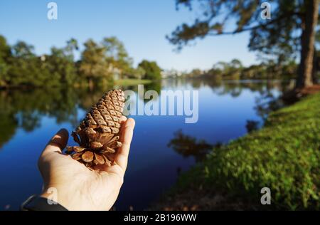 Human hand holding pine cone next to the lake Stock Photo