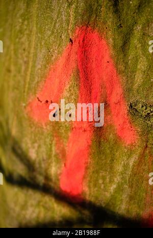 Close-up of orange arrow painted on the green bark of a tree pointing upwards. Seen in Germany in January Stock Photo