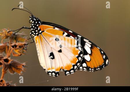 Plain tiger, African queen (Danaus chrysippus), on withered inflorescence, Gambia Stock Photo