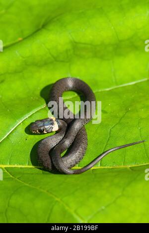 grass snake (Natrix natrix), winds on a leaf, Netherlands, Frisia, Delleboersterheide Stock Photo