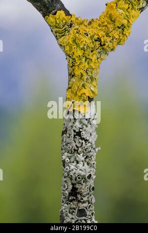 different lichens on a twig, Germany, Bavaria Stock Photo