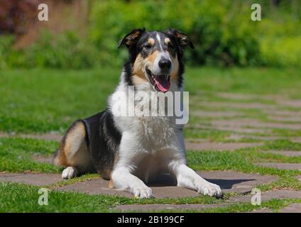 mixed breed dog (Canis lupus f. familiaris), two years old Bearded Collie Collie mongrel lying in a meadow, tricolor, Germany Stock Photo