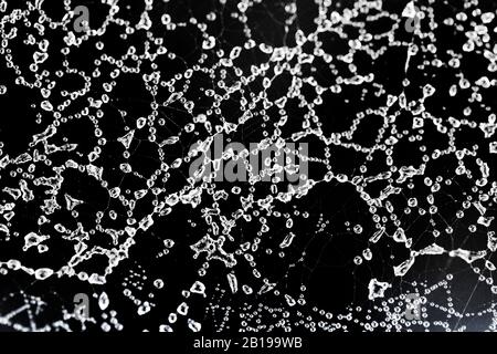 Frosted spider web, Netherlands, Frisia, Delleboersterheide Stock Photo