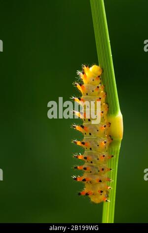 Southern festoon caterpillar. Larva of a southern festoon (Zerynthia ...