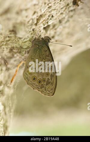 Large Wall Brown, Wood-nymph (Lasiommata maera), sits at a tree trunk, Austria, Tyrol Stock Photo