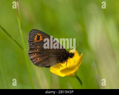 woodland ringlet (Erebia medusa, Erebia botevi), sucking nectar from the bulbous buttercup, side view, Germany, North Rhine-Westphalia, Eifel Stock Photo