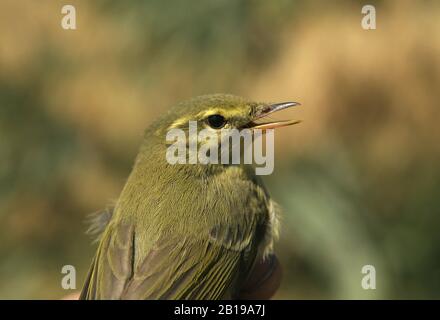 green willow warbler (Phylloscopus nitidus), portrait, Israel Stock Photo