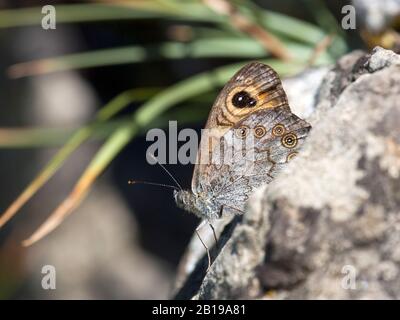 Large Wall Brown, Wood-nymph (Lasiommata maera), sits on a stone, Austria, Tyrol Stock Photo